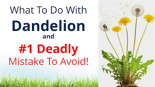 What to do with Dandelion amp 1 Deadly Mistake to Avoid [upl. by Phylys]