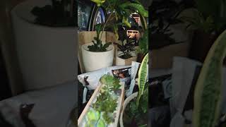 floricultura plantas floreiras viralvideo plants suculentas viralshort [upl. by Nylirac]