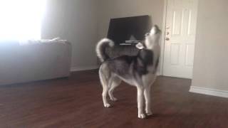 My Husky Sequoia Howling while Home Alone [upl. by Anom]