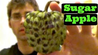 Sugar Apple Review  Weird Fruit Explorer  Ep 68 [upl. by Marcel]