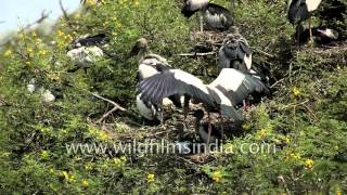 Heronry of Asian openbill  Bharatpur Rajasthan [upl. by Algar799]