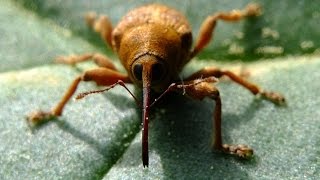 Curculio venosus  Rüsselkäfer  Weevil [upl. by Karlis]