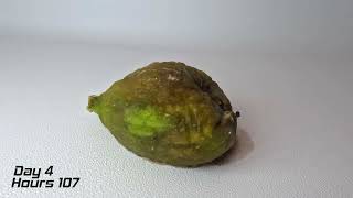 Decomposing Fig  Time lapse [upl. by Eenat]