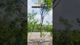 Open Plot for sale  Adibatla  Manneguda  Bongloor  Brahmana Pally  Hyderabad Open Plots [upl. by Vas]