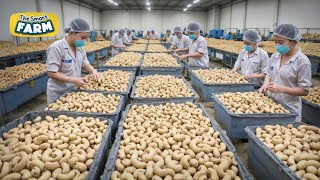 The BIGGEST Cashew Nuts Production Line You Should See Mega Cashew Nuts Factory [upl. by Zwick]