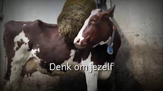 Voel je je even niet zo lekker beterschap happyfarmlife [upl. by Nolava]