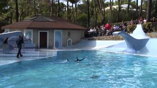 France Zoo de la Palmyre Otaries Show [upl. by Niryt]