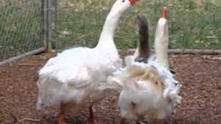 2 Geese Breeding at Saynora Farms [upl. by Say]