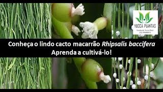 CACTO MACARRÃO Rhipsalis baccifera [upl. by Wallie]