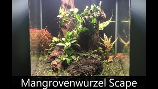 Mangrovenwurzel Aquarium  Einrichtungsvideo [upl. by Keviv]