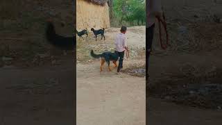 khatarnak dog खतरनाक कुत्ते short videos [upl. by Tsirc660]