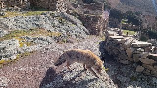 ENCUENTRO un VECINO muy ESPECIAL en este PUEBLO ABANDONADO La Rioja [upl. by Akeimahs]