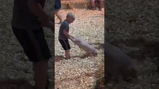 Dangerous Event Terrorizes Piglets at Virginia County Fair—Help End It [upl. by Fennessy845]