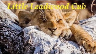 Little Leadwood Cub [upl. by Lladnek55]