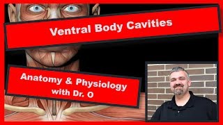 Ventral Body Cavities Anatomy and Physiology [upl. by Nelrsa563]