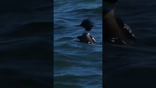 Redbreasted Merganser Diving in Lake Ontario Video [upl. by Pega]