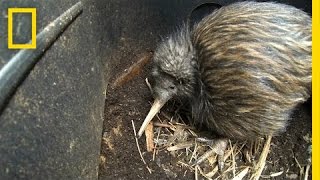 Bizarre Furry Kiwi Bird Gets a Closer Look  National Geographic [upl. by Michelle]