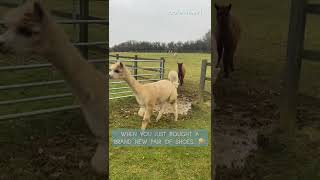 Alpacas Adorably Try to Jump Over Puddle  Shorts [upl. by Ennahteb]