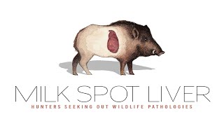 Ascariasis or Milk Spot Liver on Wild Boar  Wildlife Pathologies for Hunters [upl. by Zabrina58]