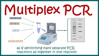 Multiplex PCR [upl. by Isleana]