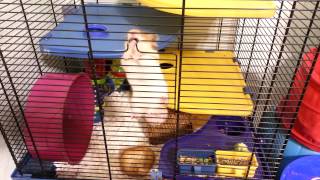 Hamster escapes from cage [upl. by Ellenad]