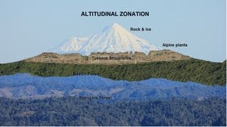 Why does vegetation size decrease with altitude [upl. by Anol938]