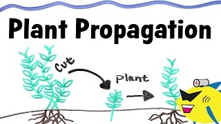 How To Propagate Aquarium Plants [upl. by Etrem]