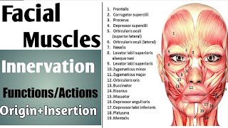 Facial Muscles Origin Insertion innervation and actions [upl. by Ynaffad712]