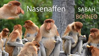 Nasenaffen in SABAH  2019  Malaysia  BORNEO [upl. by Teria]