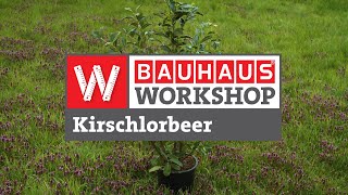 Kirschlorbeer pflanzen  natürlicher Sichtschutz im Garten Anleitung  BAUHAUS Workshop [upl. by Ynot]