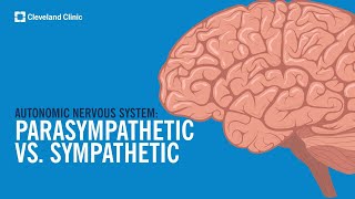 The Autonomic Nervous System Sympathetic vs Parasympathetic Explained [upl. by Nelly]