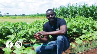 AGRITECH EXPO 2023 ETG IMPWA DEMO african eggplant farming tips [upl. by Shih465]