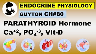 Ch80 Physiology Guyton  Parathyroid Hormone amp Calcitonin  Calcium  Phosphate  Vitamin D [upl. by Rooney]