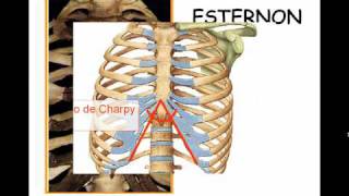 TÓRAX ÓSEO 2 [upl. by Adniled]