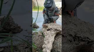 Biggest Hornet nest waspnest honeybee nature waspnestremoval bee hornet shorts short share [upl. by Chapen]