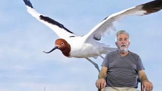 Red necked Avocet of Australia [upl. by Burta]