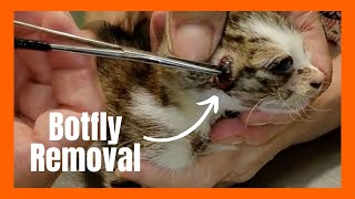 Botflies removal from Cats [upl. by Parish]