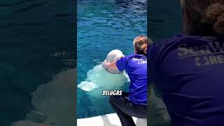 Did You Know Beluga Whales Have a Squishy Melon viralshort facts youtubeshorts [upl. by Hernando]