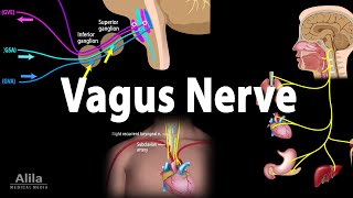 Vagus Nerve  Neuroanatomy and Functions Animation [upl. by Alduino]