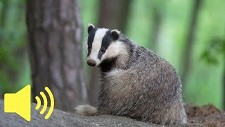 What does a Badger sound like  Animal Sounds [upl. by Prasad]