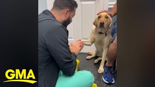 Video of injured dog learning to trust vet goes viral l GMA [upl. by Edals888]