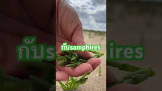 samphire high vitamins vegetables [upl. by Ahsenauj]