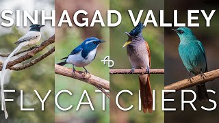 Rare Flycatchers  Sinhagad Valley  Birding with AJINXD Artist [upl. by Nylave]