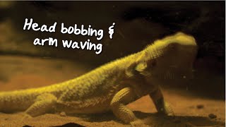 Head bobbing and arm waving in bearded dragons [upl. by Medora449]