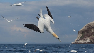 The Gannets Of Bass Rock  The Largest Gannet Colony In The World amp Their Relationship With Dolphins [upl. by Ntsuj]