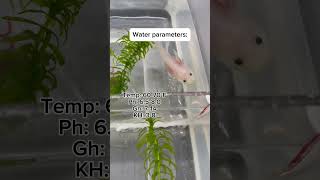 Baby Axolotl CareHow to Care for Baby Axolotls axolotl axolotls fishcare aquarium fishkeeping [upl. by Cavit]