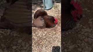 Cochin bantam chickens chickens [upl. by Eihs]