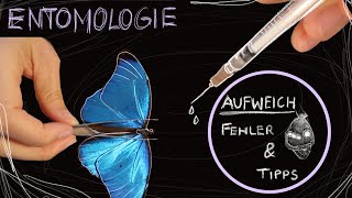 Entomologie ANFÄNGER TIPPS zum Aufweichen mit Spritze und zum Präparieren [upl. by Korry728]