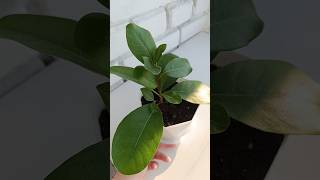 Ficus natalensis 💚 ficus фикус plants plantlover растения nature цветы flowers [upl. by Lesab]