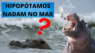 HIPOPÓTAMOS SABEM NADAR VEJA COMO UM DOS MAIORES ANIMAIS TERRESTRES DO MUNDO VIVE NA ÁGUA [upl. by Ahsiekrats]